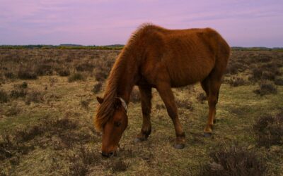 New Forest Lodges for Sale: The History of the New Forest Ponies