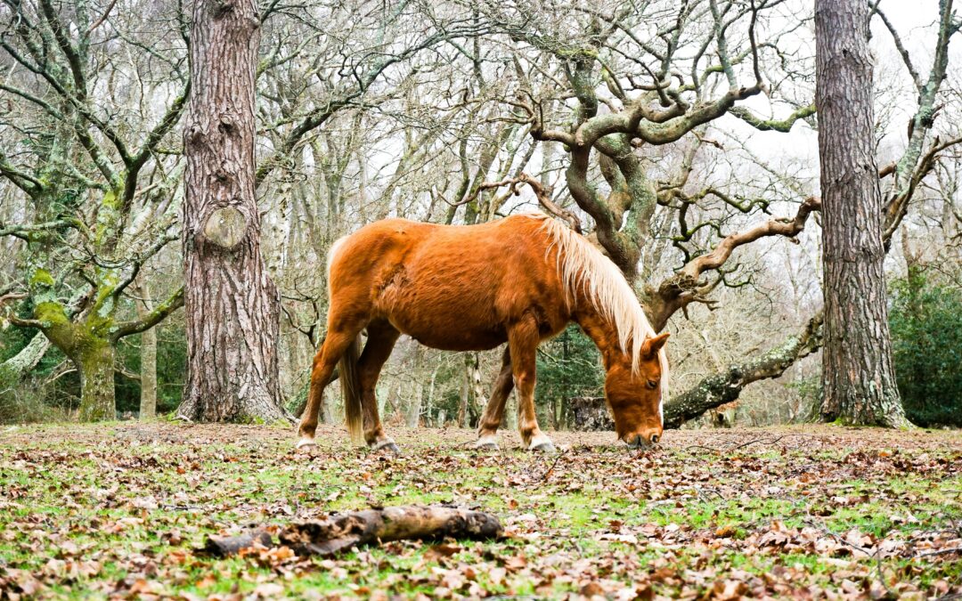 Lodges For Sale New Forest: 5 ‘Must Do’ Activities