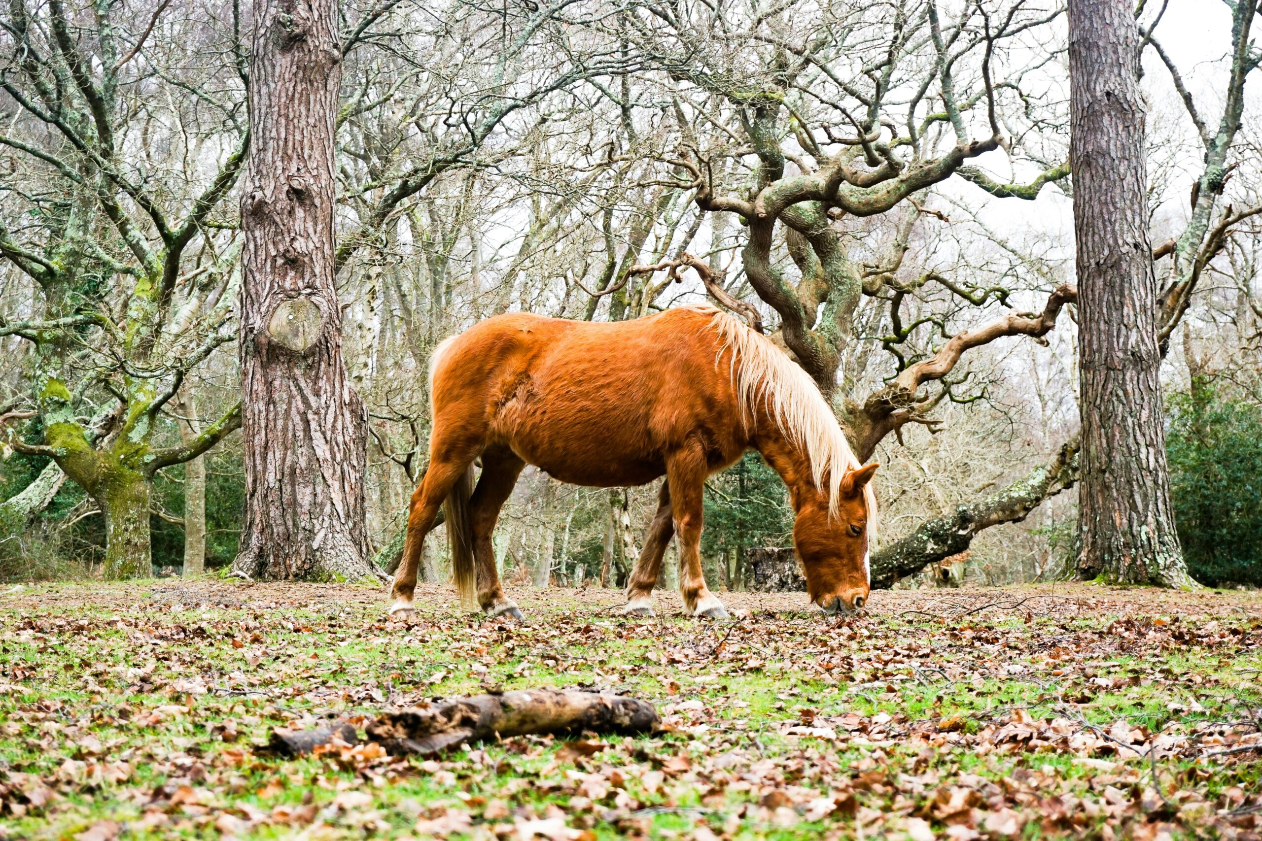 lodges for sale new forest