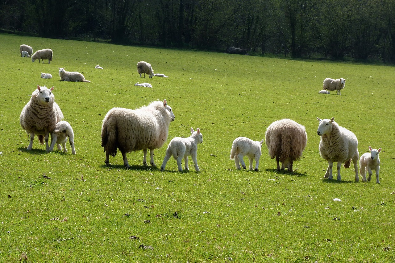 holiday lodges in wales