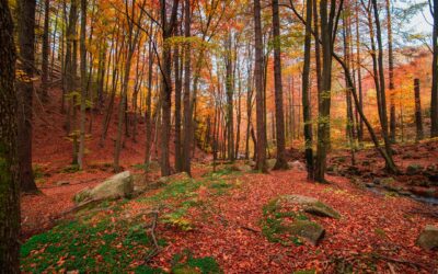 Why Autumn Is the Perfect Time to Buy a Holiday Lodge in Cornwall