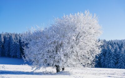 Quality Family Time: Why a Holiday Lodge is Your Best Bet This Winter