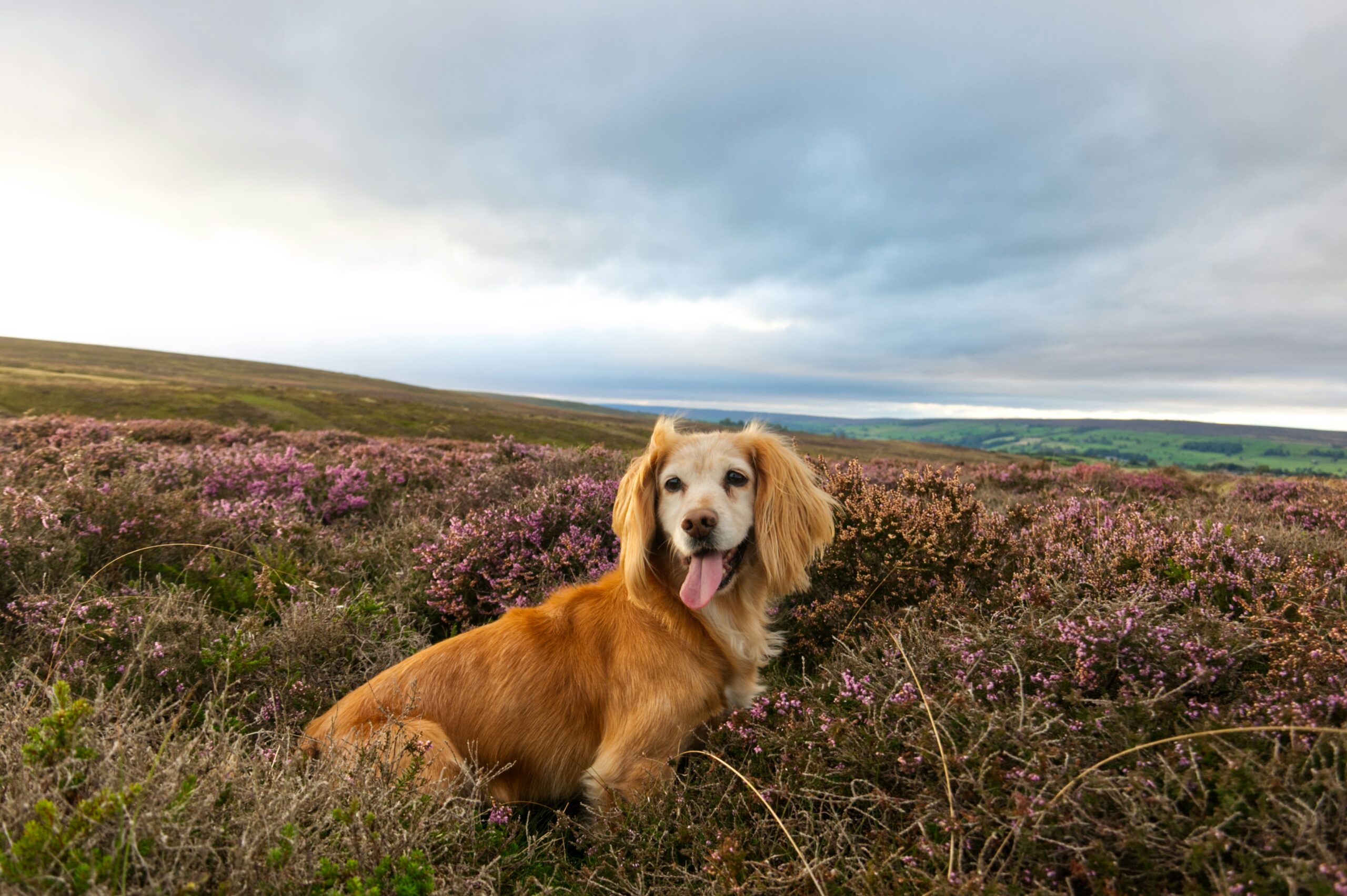 north yorkshire moors