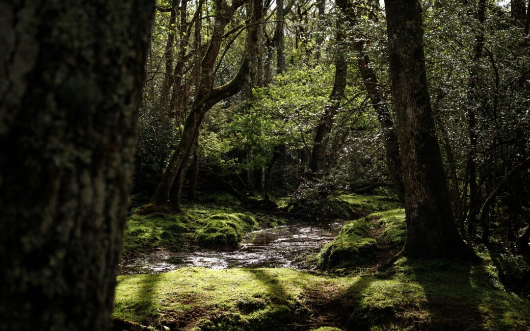 Discover the Charm of Sandy Balls Holiday Village in the New Forest